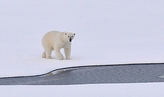 Expedition in Eis und Schnee - Tierwelt extrem