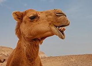 KinderCampus: Eine Reise ins Trockene.