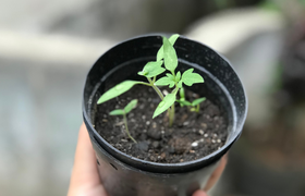 Pflanzentauschbörse