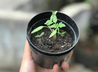 Pflanzentauschbörse