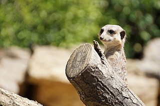 Ferien im Zoo