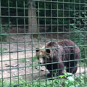 Fasanerie Wiesbaden: Weg entlang des Wolfs- und Bärengeheges wieder geöffnet