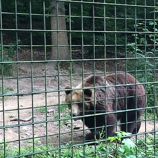 Fasanerie Wiesbaden: Weg entlang des Wolfs- und Bärengeheges wieder geöffnet