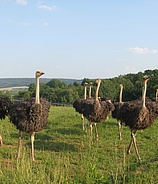 Straußenfarm Tannenhof