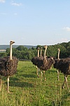 Straußenfarm Tannenhof