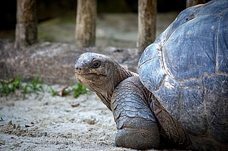 Bei Momo war es die Schildkröte