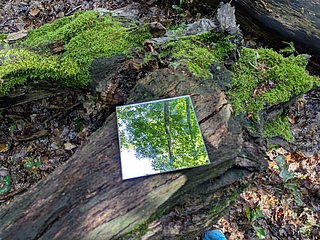 Wald für die Sinne