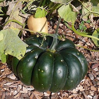 Herbstfrüchtefest Kronberg