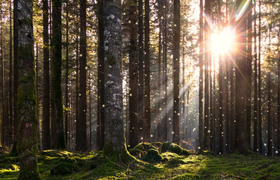 Märchenwald Burg Schwalbach Arbeitseinsatz