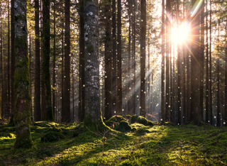 Märchenwald Burg Schwalbach Arbeitseinsatz