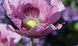 Offene Gartenpforte