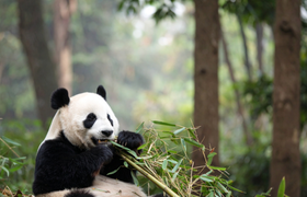 Kino4Kids: Moon der Panda