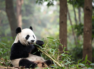 Kino4Kids: Moon der Panda