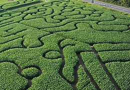 Maislabyrinth in Groß-Umstadt 