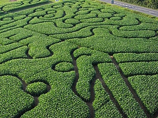 Maislabyrinth in Groß-Umstadt 