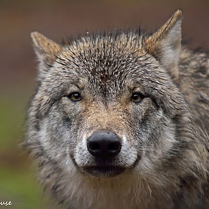 Wildpark Alte Fasanerie