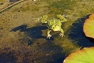 Kunibert der Riesenfrosch