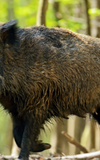 Besucherlabor - Wildschwein, Fuchs & Eichhörnchen