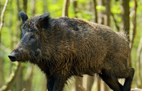 Besucherlabor - Wildschwein, Fuchs & Eichhörnchen