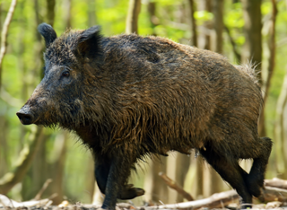 Besucherlabor - Wildschwein, Fuchs & Eichhörnchen