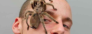 Insectophobie – Riesenspinnen & Insekten Ausstellung