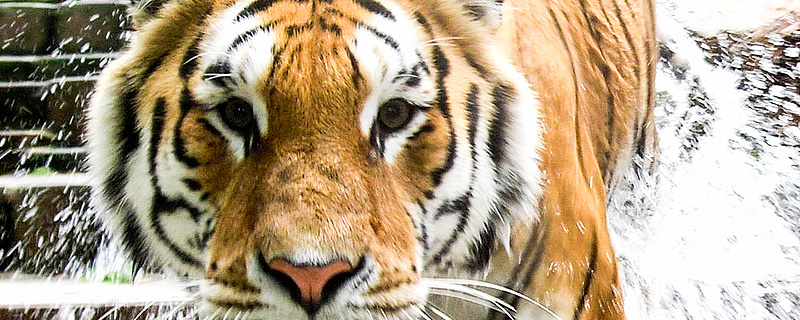 Freizeit-Tipp Tiger-Garten Waldeck - RheinMain4Family