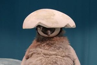 Pit Pinguin