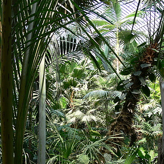 Tiere und Pilze in Frankfurts botanischen Gärten