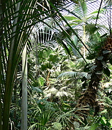 Palmengarten