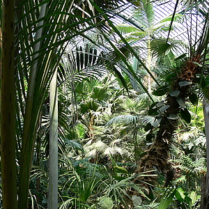 Tiere und Pilze in Frankfurts botanischen Gärten