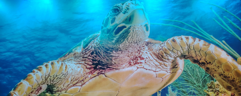 Eltern-Kind-Café Schildi