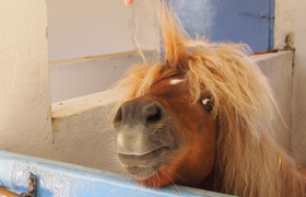 Flörsheimer Ponyhof - Buntes Faschingstreiben