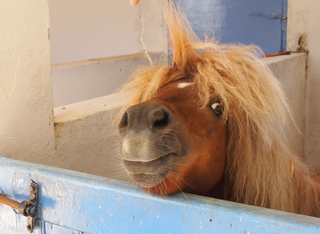 Flörsheimer Ponyhof - Buntes Faschingstreiben