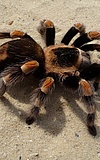 Natur-Erleben: "Spinnen: Ungeheuer? Oder sympathisch"