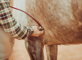 Was, wenn Tiere krank sind?