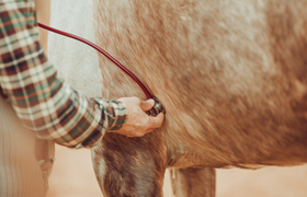 Was, wenn Tiere krank sind?
