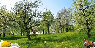 Online: Spielerisch die Natur entdecken