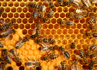 Alles rund um die Bienen