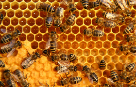 Alles rund um die Bienen