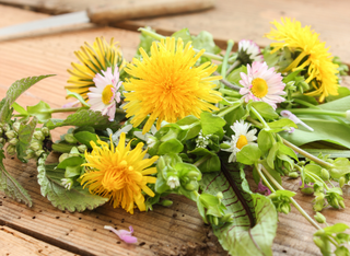 Wildkräuterführung in der Bulau