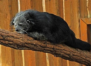 Welt-Binturong-Tag im Zoo Vivarium