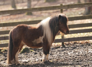 Adventszauber im Kobelt Zoo
