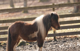 Adventszauber im Kobelt Zoo