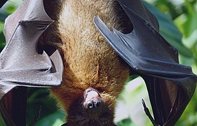 Fledermäuse - Kobolde der Nacht