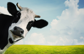 Hofführung auf der Domäne Mechtildshausen