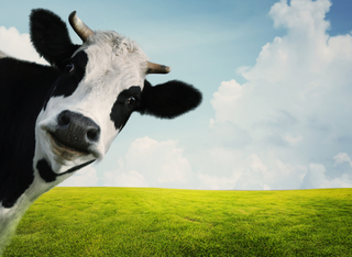 Hofführung auf der Domäne Mechtildshausen