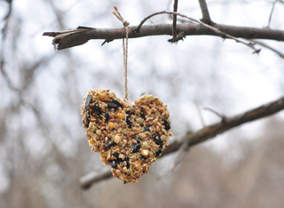 Winterfütterung an der Scheune - Aktion für Kindergartenkids