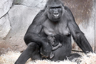 Neues Gorillamädchen im Zoo