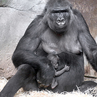 Neues Gorillamädchen im Zoo