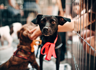 Weihnachtsbasar im Tierheim Mainz